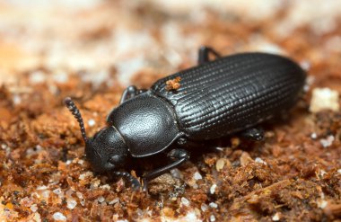 Ahşap üzerinde Menephilus silindiri, makro fotoğraf