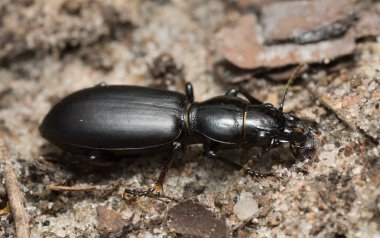 Yer böceği Broscus sefalotları kumların üzerinde