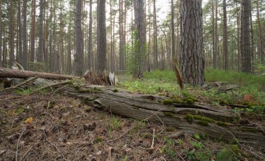 Doğal çam ormanlarındaki kütükler, bu tür bir ortam nesli tükenmekte olan birçok hayvan için önemlidir.