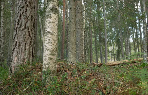 Smíšený Přírodní Les Švédsku — Stock fotografie