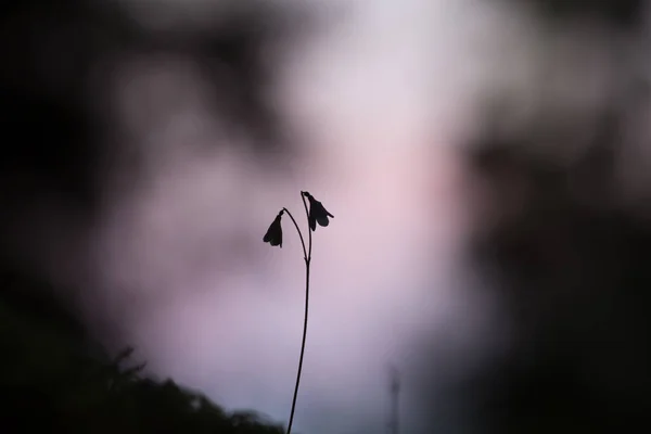 Beautiful Photo Twinflower Linnaea Borealis Twilight — Stock Photo, Image