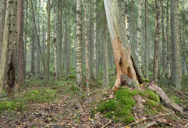 Mixed natural forest in sweden