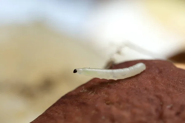 Mantar larvası, boletus mantarı üzerinde micetophilidae.
