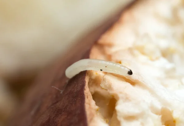 Mantar larvası, boletus mantarı üzerinde micetophilidae.