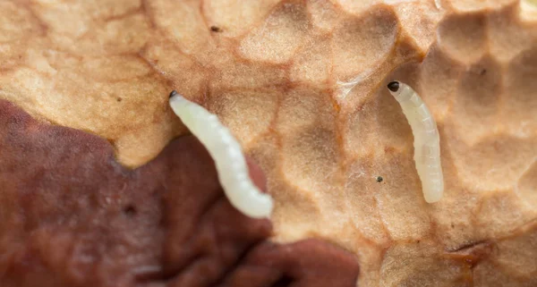 Mantar larvası, boletus mantarı üzerinde micetophilidae.