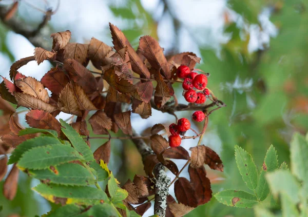 Rowan Sorbus Aucuparia Twig Berries — Stock Photo, Image