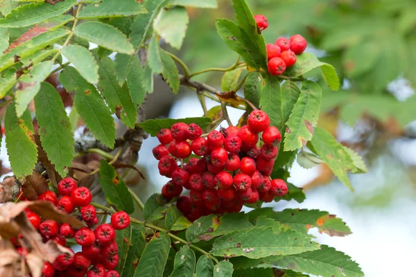 Rowan Sorbus Aucuparia Twig Berries — Stock Photo, Image