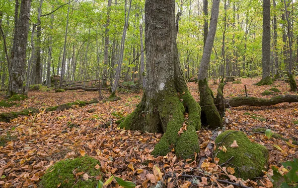 Sveç Teki Doğal Yaprak Döken Bir Ormanda Sonbahar — Stok fotoğraf