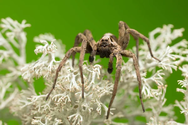 Araña Lobo Macho Alopecosa Inquilina Liquen — Foto de Stock