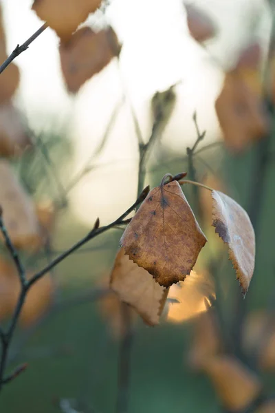 Birch Leaves Autumn — Stock Photo, Image