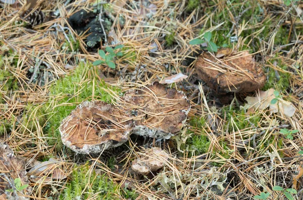 Étkezési Fog Hydnellum Ferrugineum Tűlevelű Környezetben — Stock Fotó