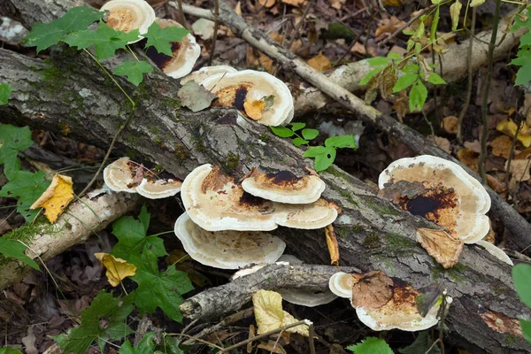 Labyrinthe Parois Minces Polypore Daedaleopsis Confragosa Poussant Sur Bois Salé — Photo