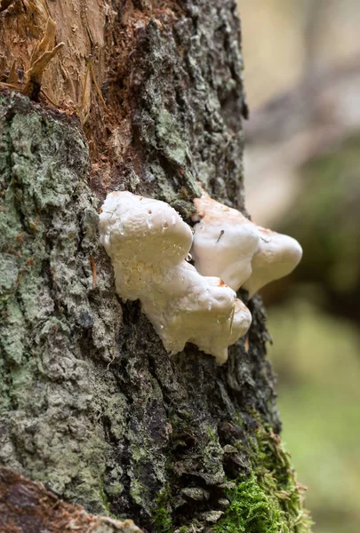 Gros Plan Sur Les Polypores Poussant Sur Bois — Photo