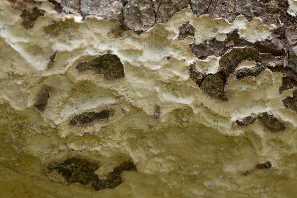 モミの木で成長する菌類 — ストック写真