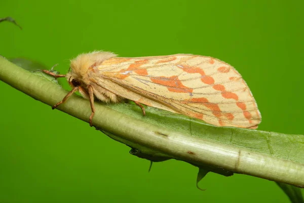 Female Ghost Moth Hepialus Humuli Dendelion — Stock Photo, Image
