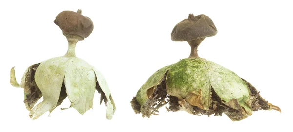 Estrella Tierra Con Pico Geastrum Pectinatum Aislado Sobre Fondo Blanco — Foto de Stock