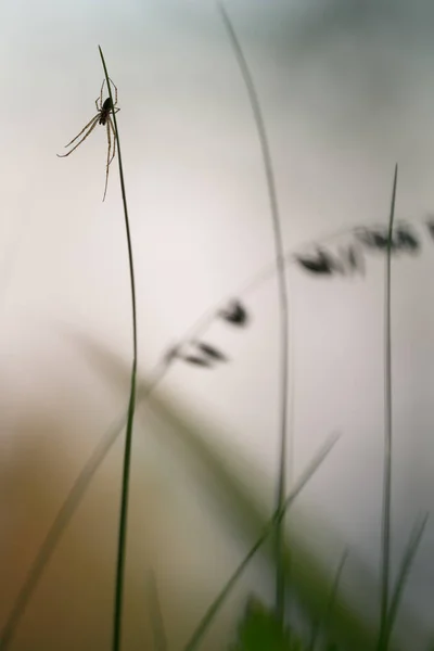 Spider Straw Blurred Background — ストック写真