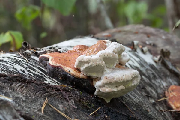 Polypores Poussant Sur Bois Bouleau — Photo