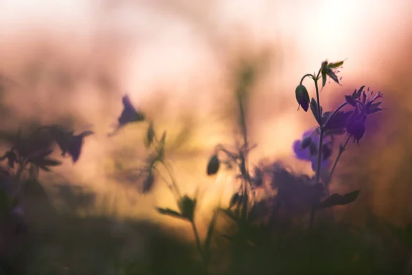 Ahşap Vinç Gagası Günbatımında Geranium Müfredatı — Stok fotoğraf