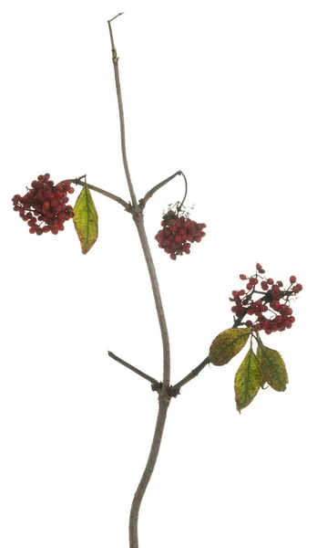 Red Elderberry Sambucus Racemosa Twig Red Berries Isolated White Background — Stock Photo, Image