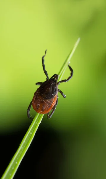 Castor fasülyesi kenesi, Ixodes ricinus, bu tür hastalıkların taşıyıcısı ve borreliozis 