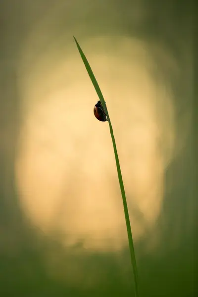 Ladybug Coccinella Septempunctata Straw — Stock Photo, Image