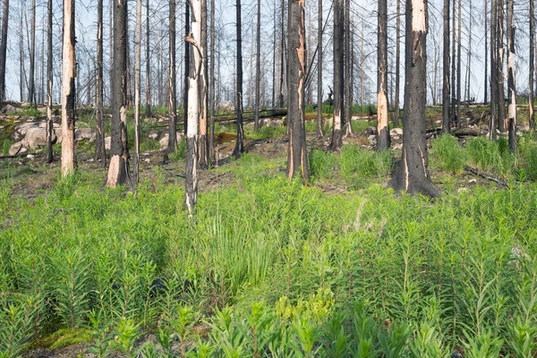 Willowherb plants in front of burnt forest after a big forest fire in sweden