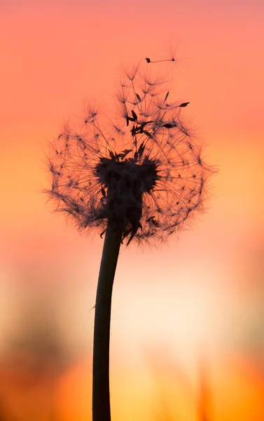 Overblown Dandelion Seeds Sunset — 스톡 사진