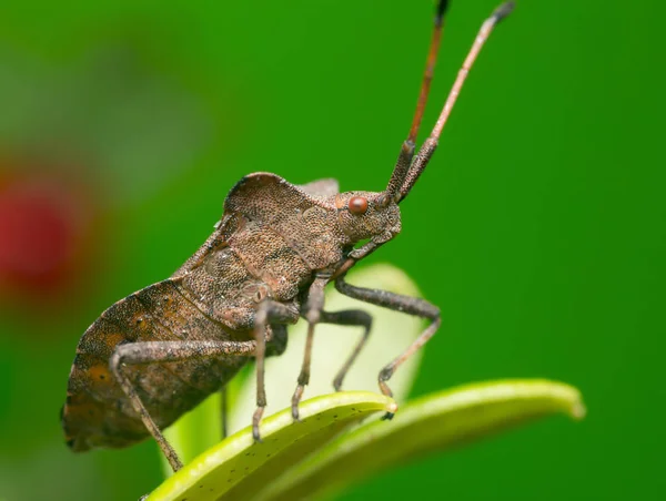 ドックバグ コレウスの雌牛植物の縁石 — ストック写真