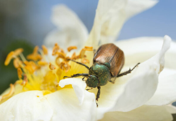 Garden chafer, phyllopertha horticola on oxeye daisy