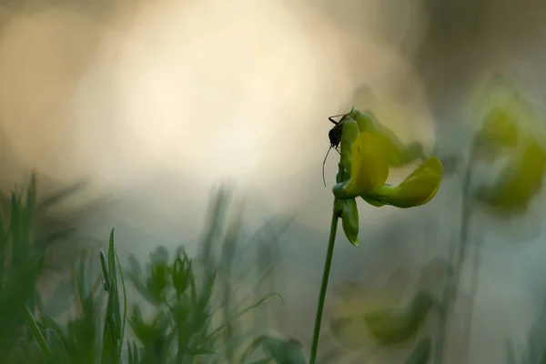 Hemiperon Flori Galbene — Fotografie, imagine de stoc