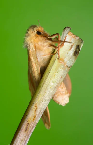 Traça Fantasma Feminina Hepialus Humuli — Fotografia de Stock