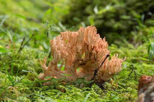苔の間で成長するラマリアキノコ — ストック写真