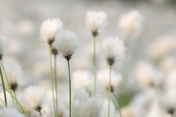 Common Cottongrass Eriophorum Angustifolium — Stock Photo, Image