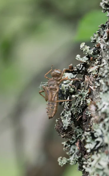 Coque Sèche Vide Sur Bois Après Éclosion Libellule — Photo