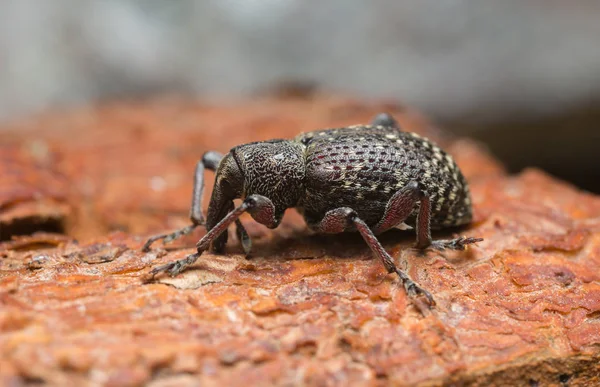 Grand Charançon Épinette Hylobius Excavatus Sur Bois — Photo