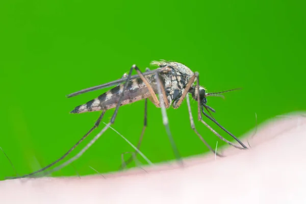Mosquito Chupando Sangre Humano Fondo Verde Con Espacio Copia — Foto de Stock