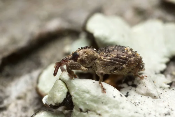Weevil Trachodes Hispidus Photographié Avec Fort Grossissement — Photo