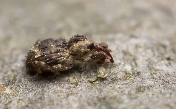 Weevil Trachodes Hispidus Сфотографированы Большим Увеличением — стоковое фото