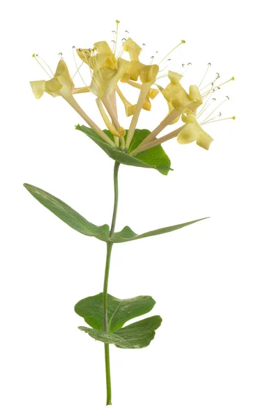 Florescimento Madeira Italiana Lonicera Caprifolium Isolado Sobre Fundo Branco — Fotografia de Stock