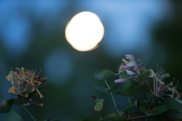 Blooming Honeysuckle Photographed Night — Stock Photo, Image
