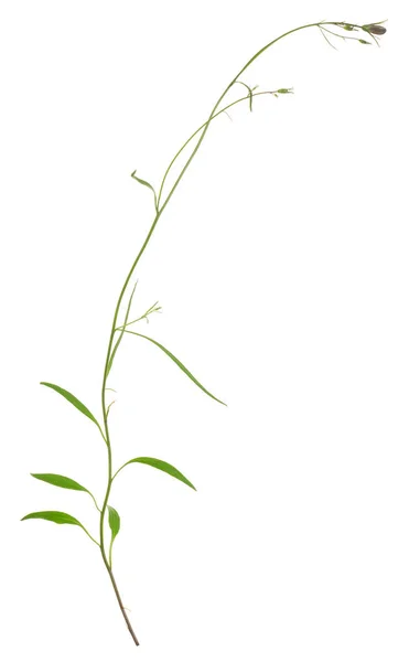 Розтягнута Квітка Рослина Кампанула Цвіте Ізольовано Білому Тлі — стокове фото