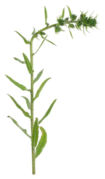 Bugloss Viper Planta Echium Vulgare Ainda Não Flor Isolada Fundo — Fotografia de Stock