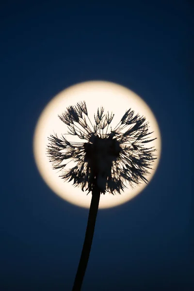 以月亮为背景的蒲公英植物 — 图库照片