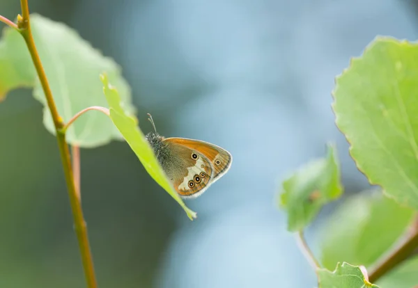 Pearly Heath Levélen Nyugvó Coenonympha Misztia — Stock Fotó