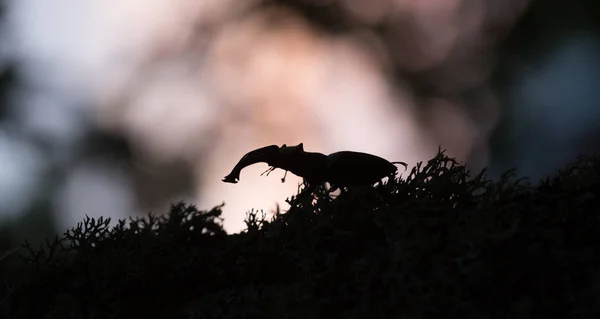 Scarabeo Cervo Maschio Lucanus Cervus Sera — Foto Stock