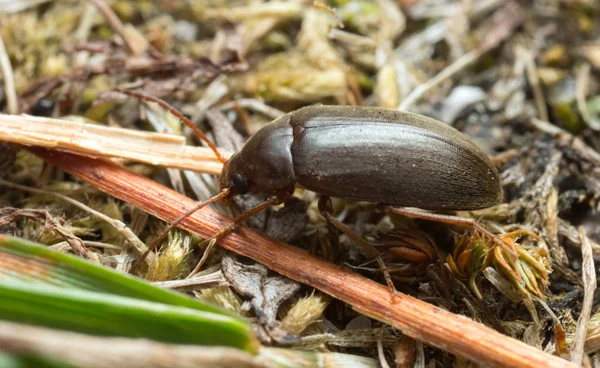 Hymenalia Rufipes Natuur — Stockfoto