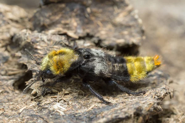 Rove Brouk Emus Hirtus Kravím Trusu — Stock fotografie