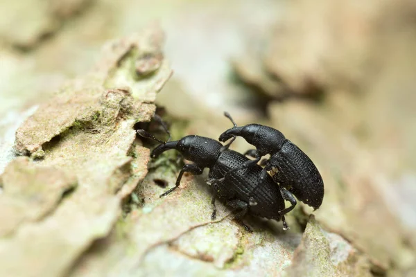 Mating Magdalis Weevils Wood — Stock Photo, Image