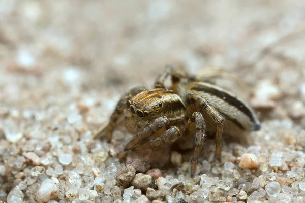 Πηδώντας Αράχνη Phlegra Fasciata Στην Άμμο — Φωτογραφία Αρχείου